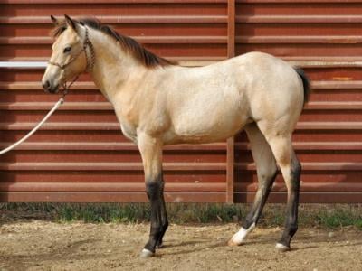 Cedar Bartender JW <BR> AQHA 6300775